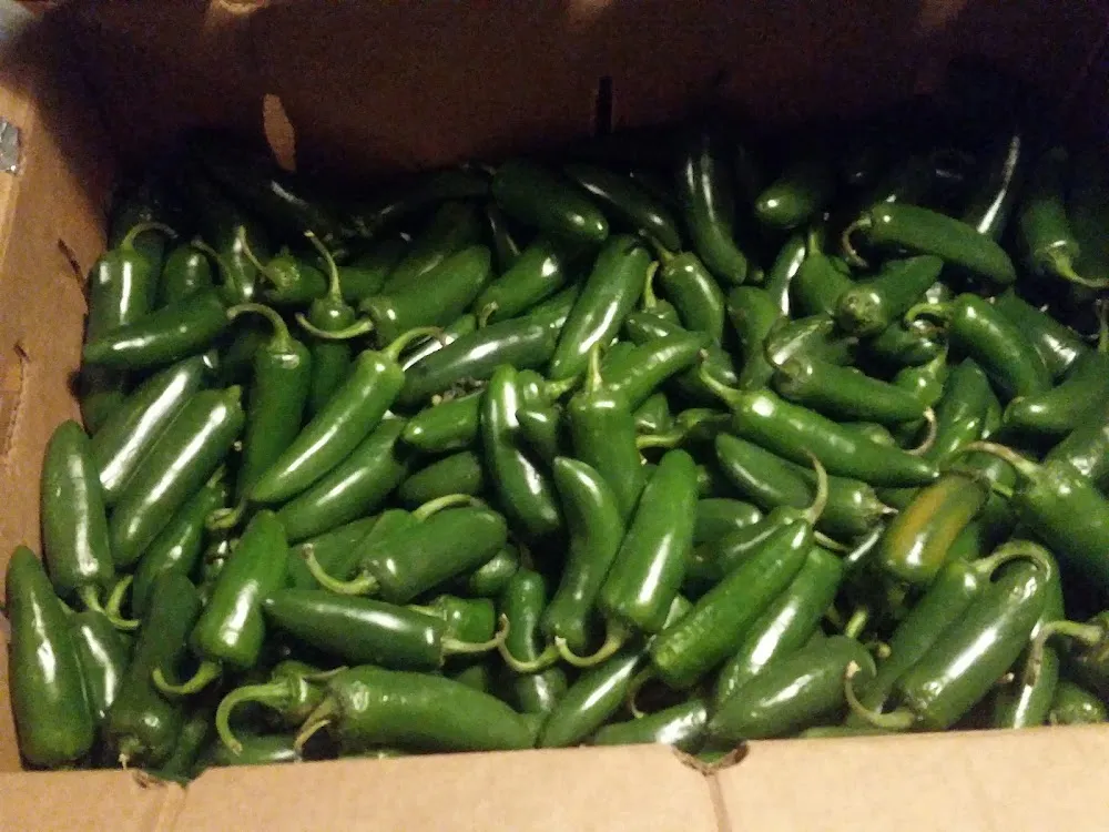 Serrano Pepper